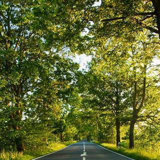 Summer street wallpaper