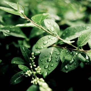 Summer leaves wallpaper