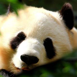 Summer panda wallpaper