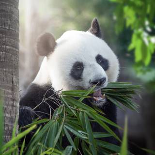 Summer panda wallpaper