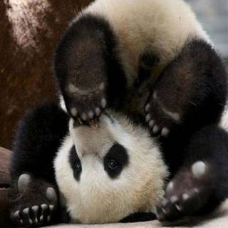 Summer panda wallpaper