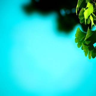 Summer leaves wallpaper