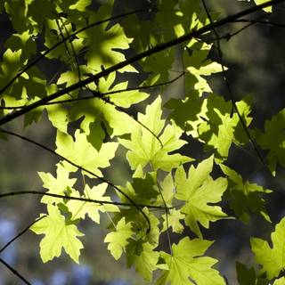 Summer leaves wallpaper