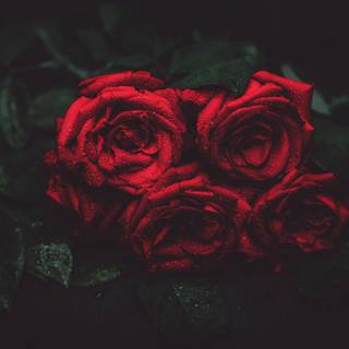 Roses 4k wallpaper