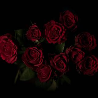 Roses 4k wallpaper