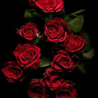 Rose mobile 4k wallpaper