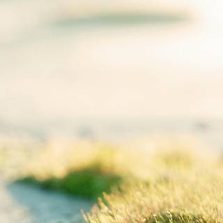 Good morning summer wallpaper