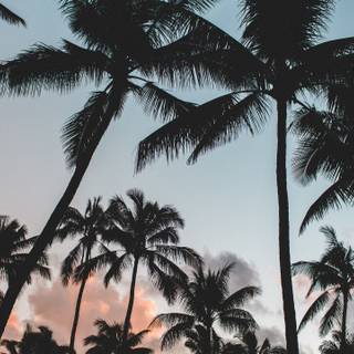 Summer palm wallpaper