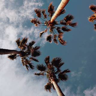 Summer palm wallpaper