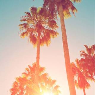 Summer palm wallpaper