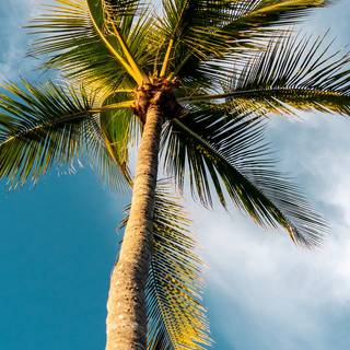 Summer palm wallpaper