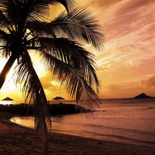 Summer 1366x768 wallpaper