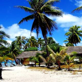 Summer palm wallpaper