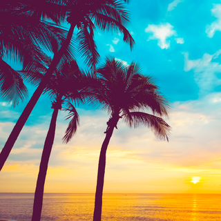 Summer palm wallpaper