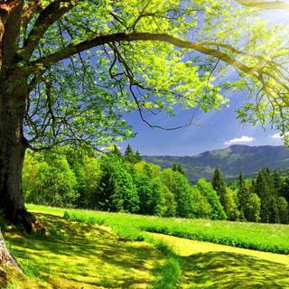 Summer 1366x768 wallpaper