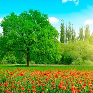 Summer 1366x768 wallpaper