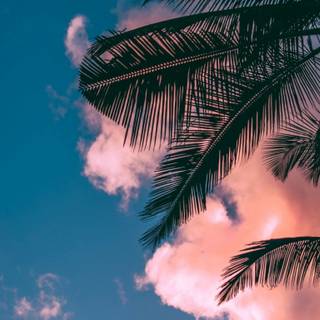 Summer 1366x768 wallpaper