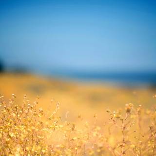 Sky summer wallpaper