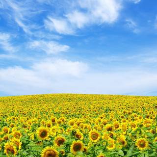 Sky summer wallpaper