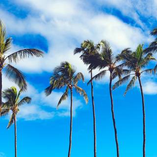 Sky summer wallpaper