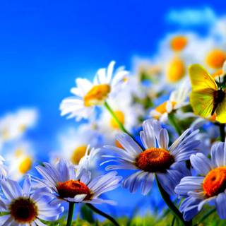 Plants spring wallpaper