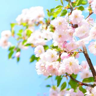 Spring 4k ultrawide wallpaper