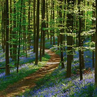 Spring 4k ultrawide wallpaper