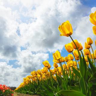 Spring 4k ultrawide wallpaper