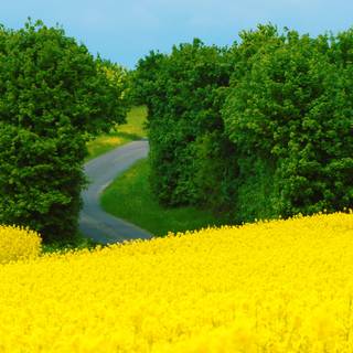 Spring 4k ultrawide wallpaper