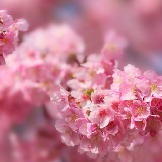 Spring 4k ultrawide wallpaper