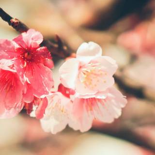 Spring 4k ultrawide wallpaper