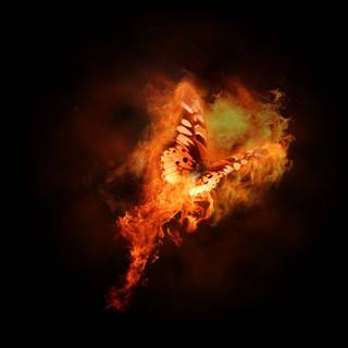 Fire butterfly wallpaper