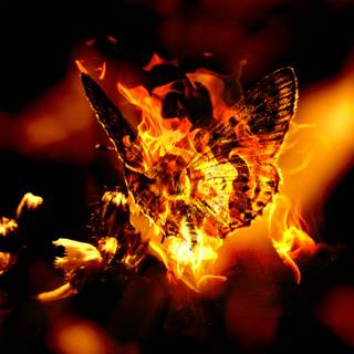 Fire butterfly wallpaper