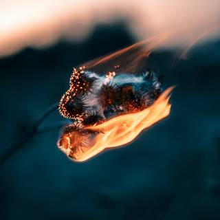 Fire butterfly wallpaper