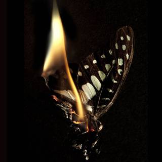 Fire butterfly wallpaper