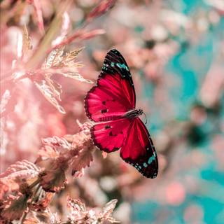 Fire butterfly wallpaper