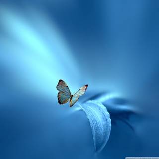 Fire butterfly wallpaper