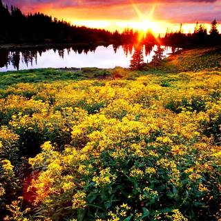 Sunset wildflowers wallpaper