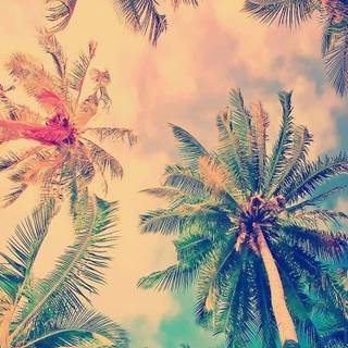 Miami summer wallpaper