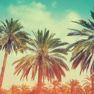 Miami summer wallpaper