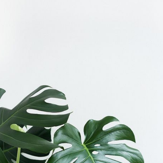 Plant phone wallpaper