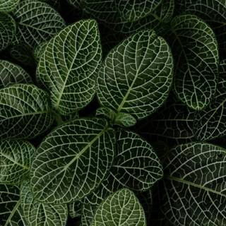 Plant phone wallpaper