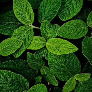 Plant phone wallpaper