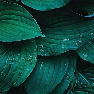 Plant phone wallpaper