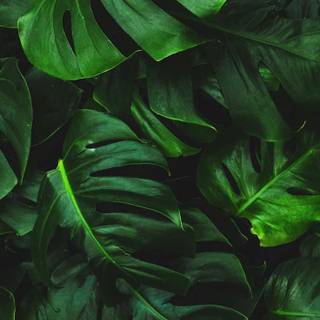 Plant phone wallpaper