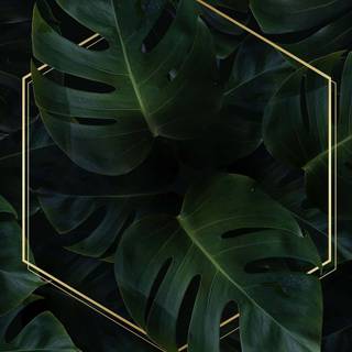 Plant phone wallpaper