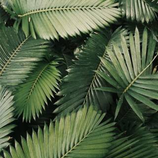 Plant phone wallpaper