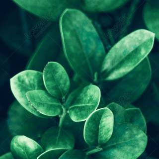 Plant phone wallpaper