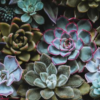 Plant phone wallpaper