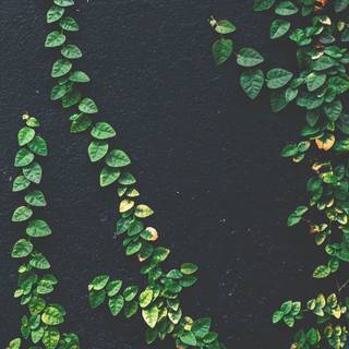 Plant phone wallpaper